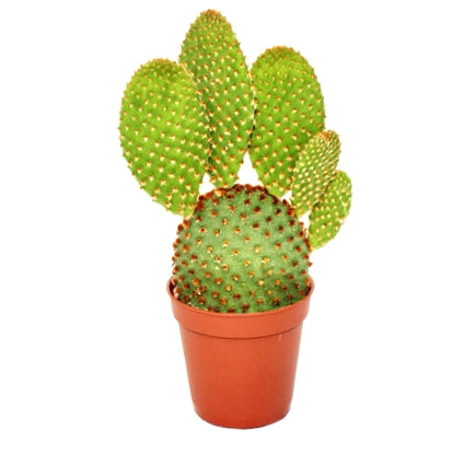 Opuntia Microdasys Plant - Bunny Ear Cactus Red