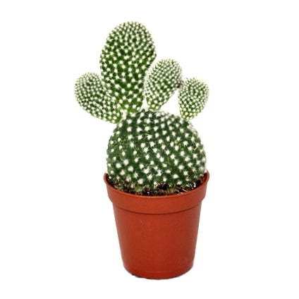 Opuntia Microdasys Plant - Bunny Ear Cactus White