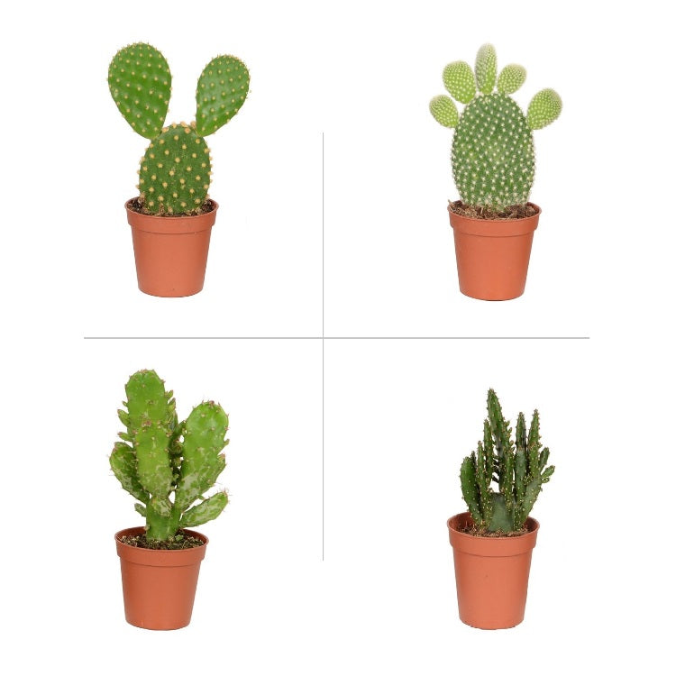 Opuntia Plant Pack (Pack of 4 Varieties)