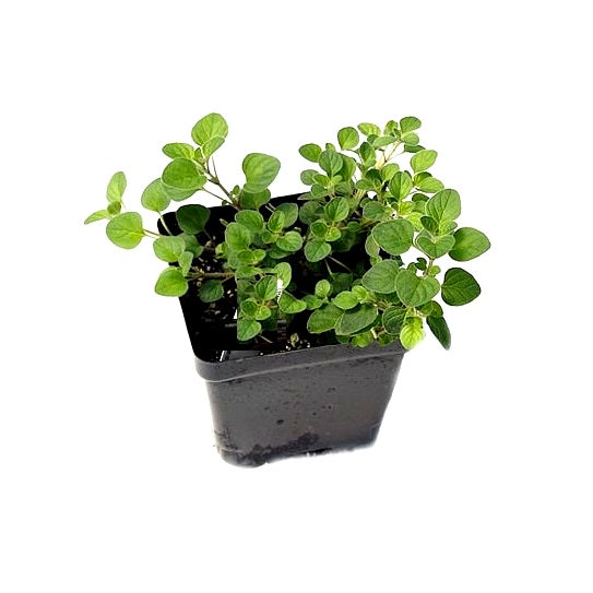 Oregano Herb Plant - Origanum Vulgare