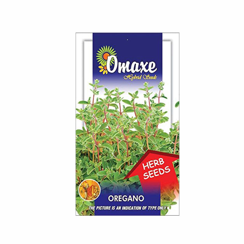Oregano Seeds(30 seeds) - omaxe seeds