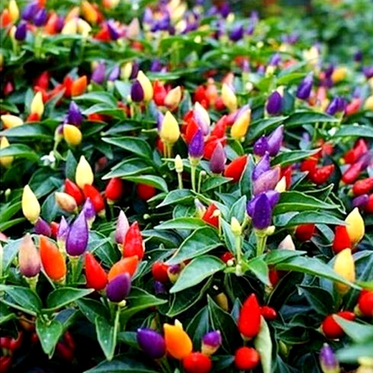 Chilli Ornamental Mixed Seeds (30 seeds) - omaxe seeds