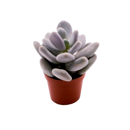 Pachyphytum Bracteosum - Moonstone Succulent, Silver Foliage Succulent