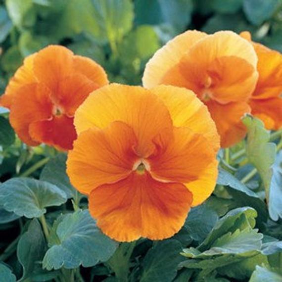 Pansy F1 Arancione Orange Seeds - omaxe seeds