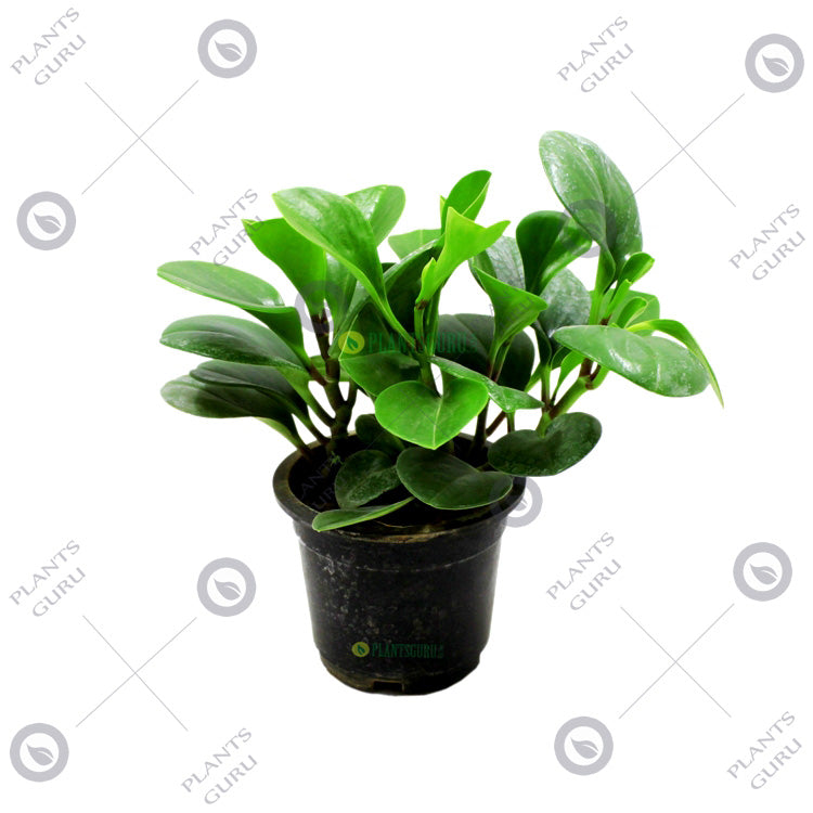 Peperomia Green Plant