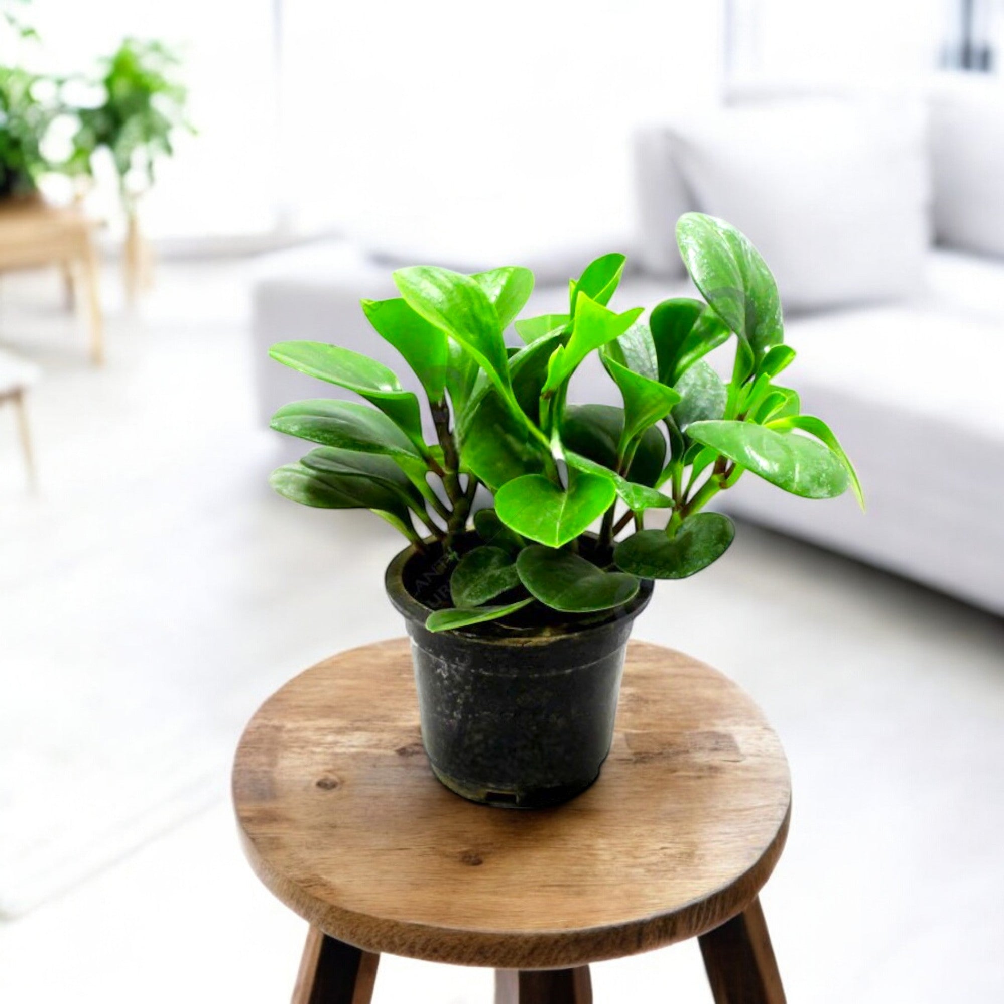 Peperomia Green Plant