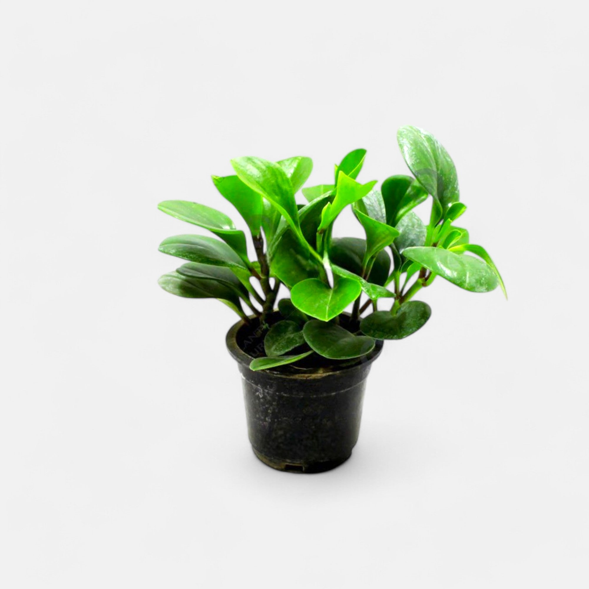 Peperomia Green Plant