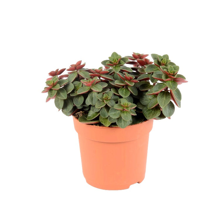 Peperomia Rubella Plant