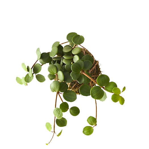 Peperomia String Garden - Peperomia Lemon