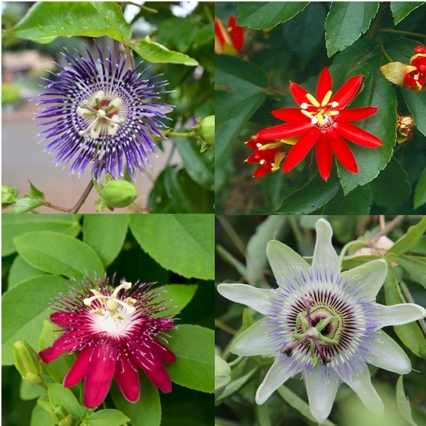 Passiflora (Krishna Kamal) Plant (Pack of 4 Colors)