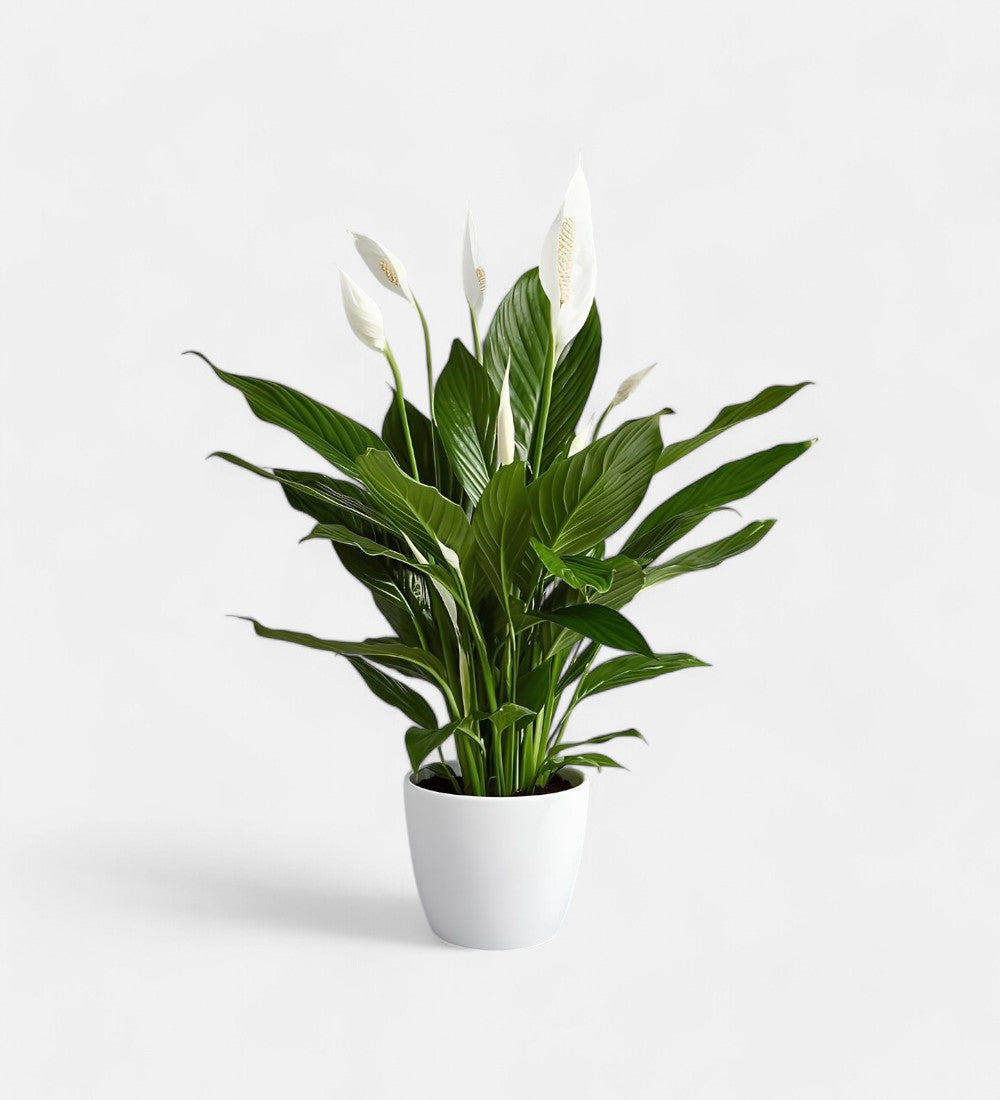 Peace Lily, Spathiphyllum Indoor Air Purify Plant