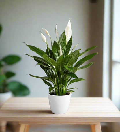 peace-lily on table