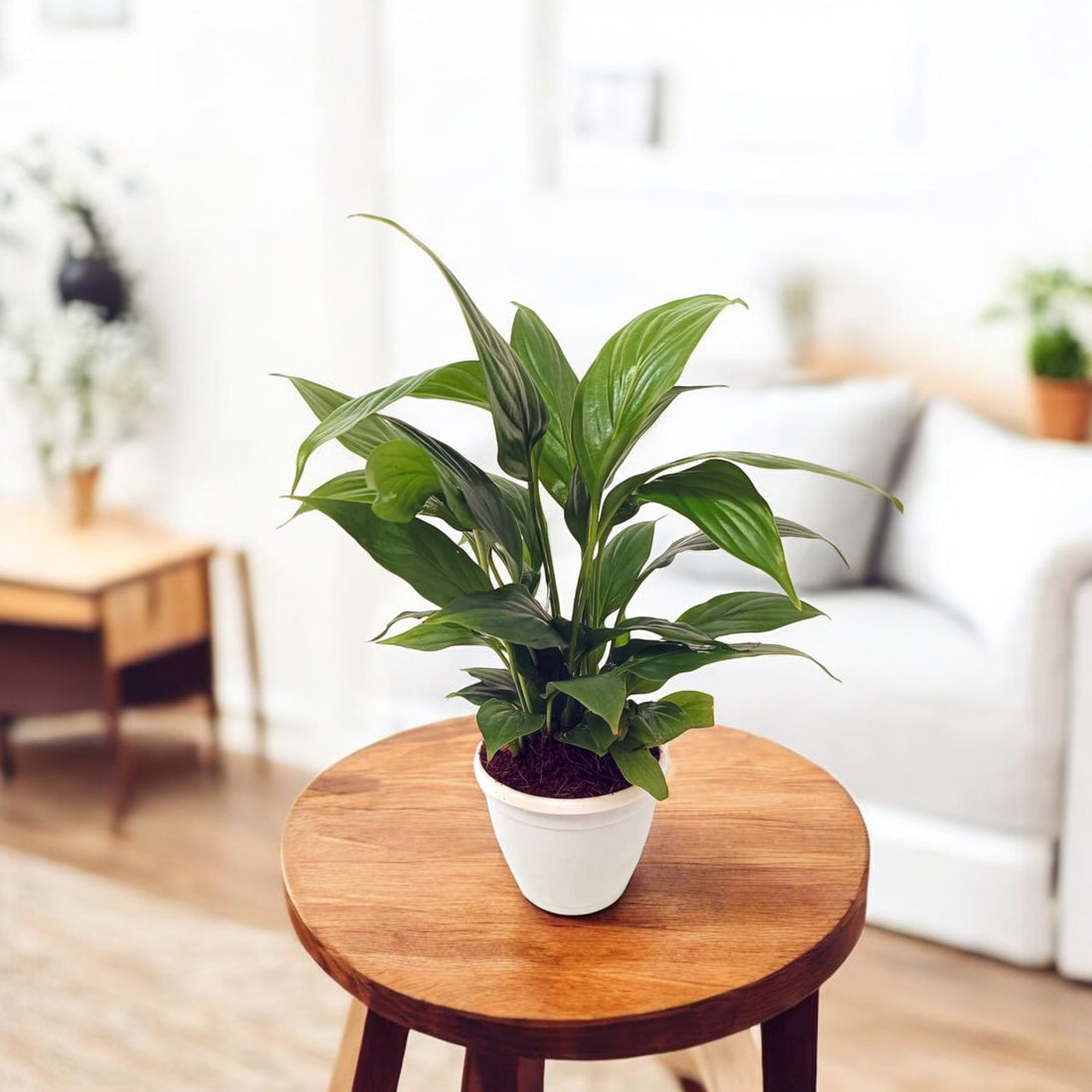 Peace Lily Plant  Small - Spathiphyllum Plant