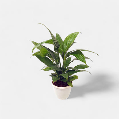 Peace Lily Plant  Small - Spathiphyllum Plant