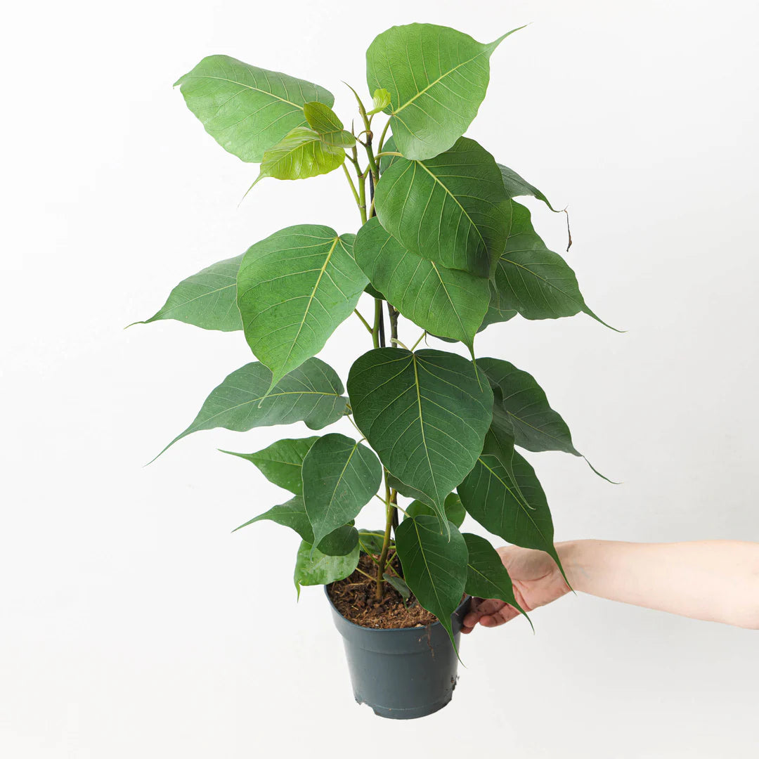 Peepal Tree - Ficus Religiosa