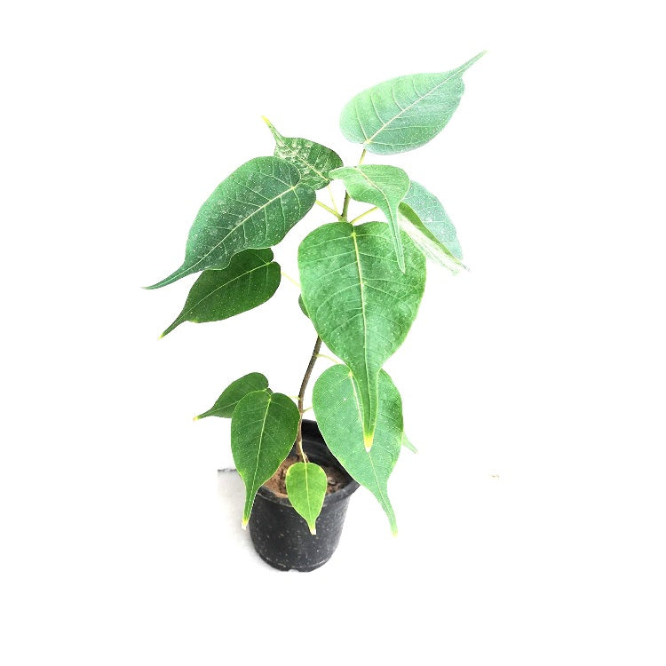 Peepal Tree - Ficus Religiosa, Sacred Fig Plant