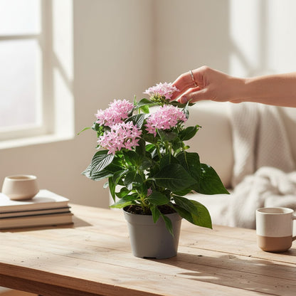 Pentas Pink Plant | 5" Inch Pot Included