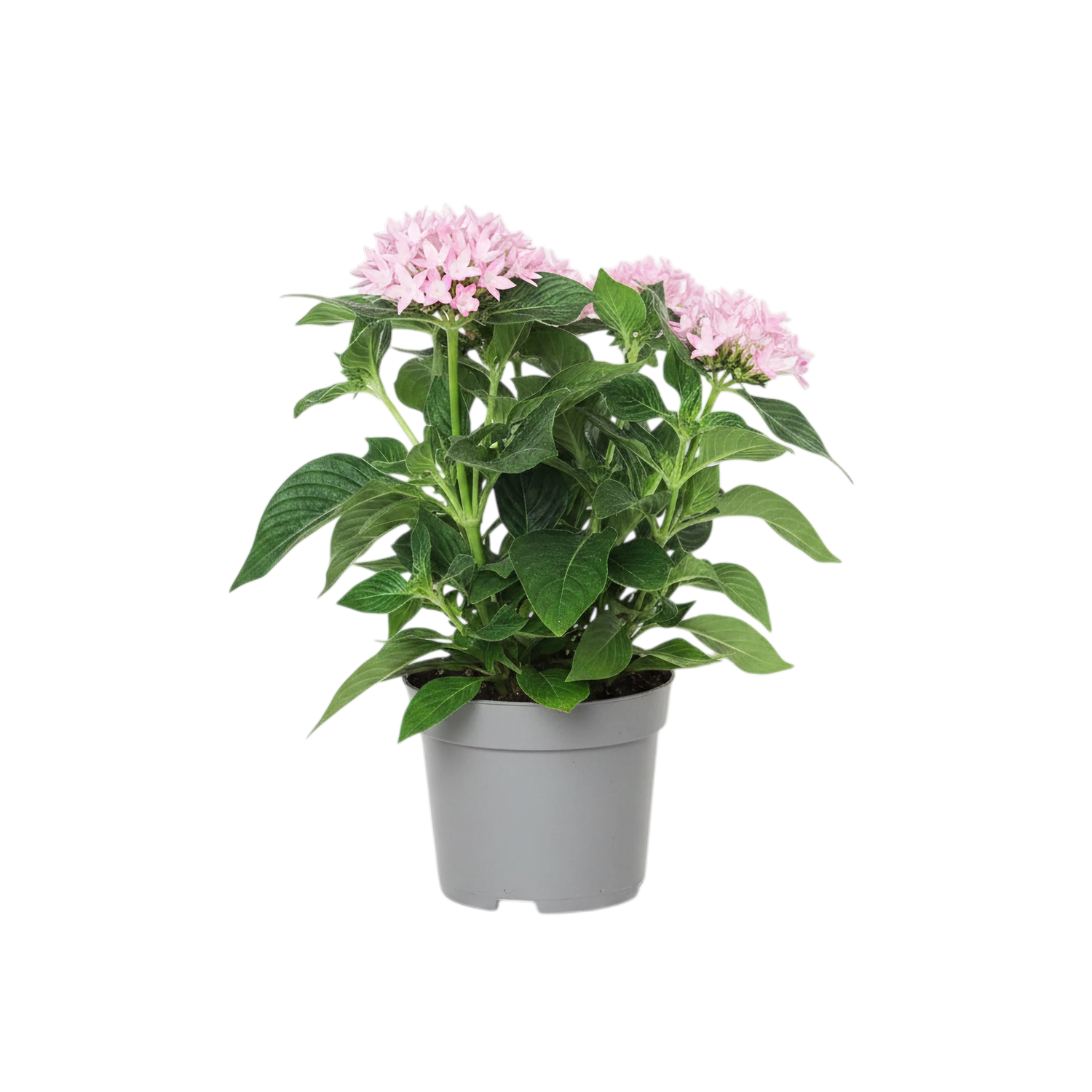 Pentas Pink Plant | 5" Inch Pot Included