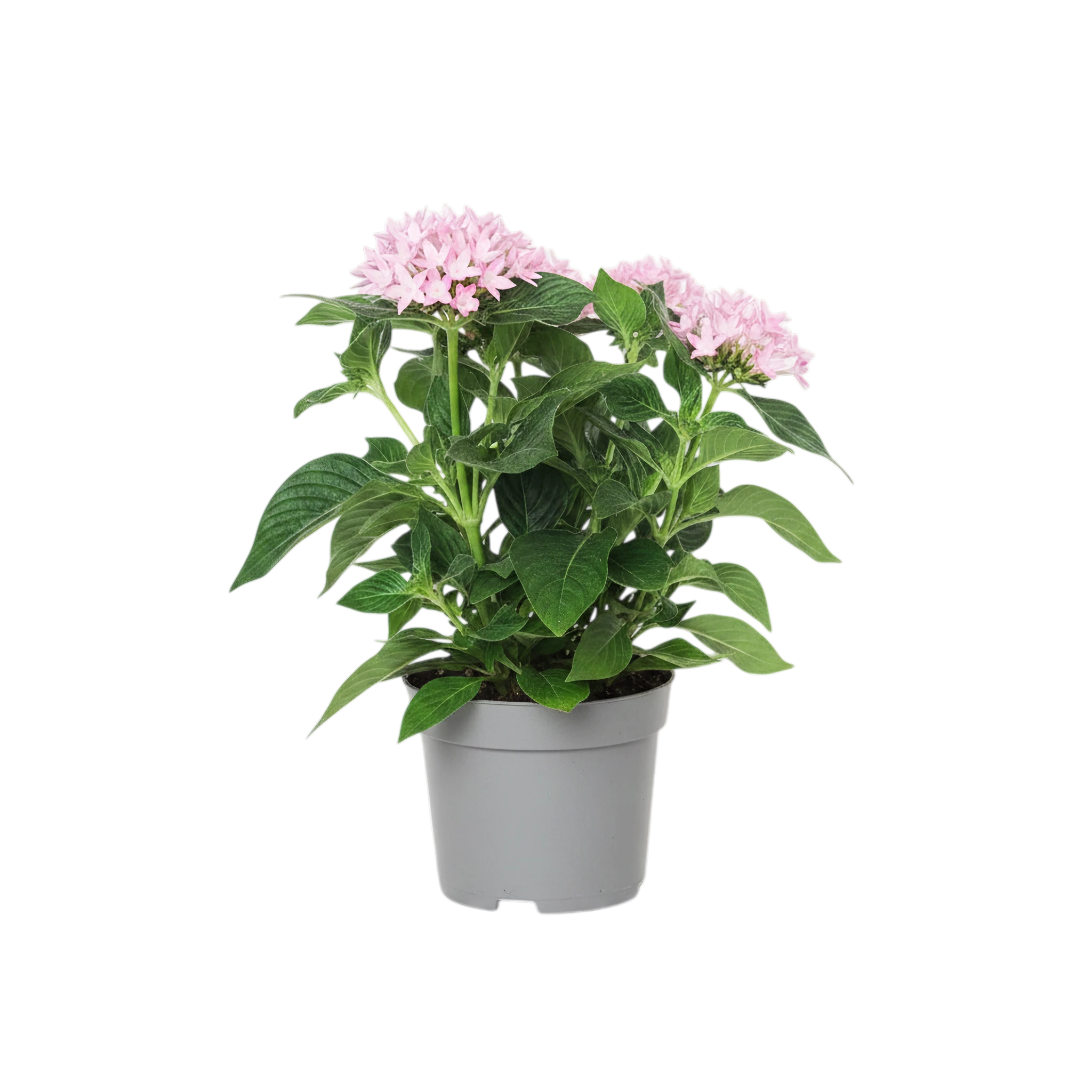 Pentas Pink Plant | 5" Inch Pot Included