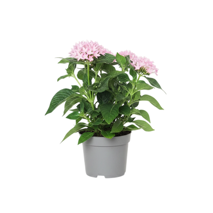 Pentas Pink Plant | 5" Inch Pot Included