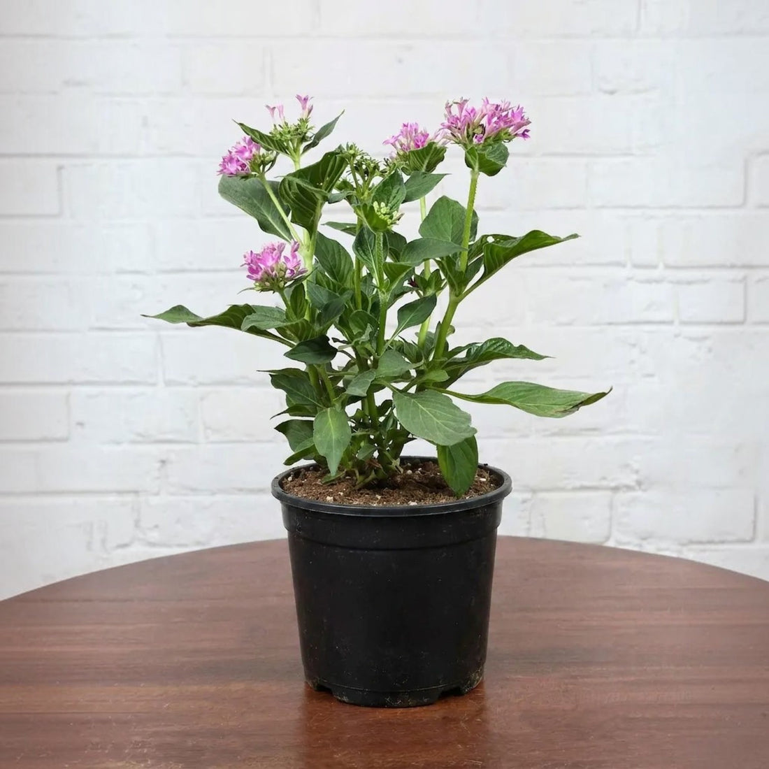 Pentas Purple Plant - 5" Inch Pot Included
