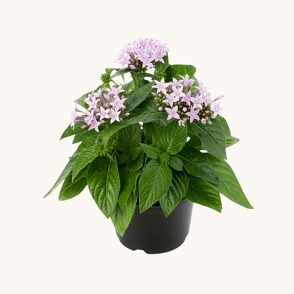 Pentas Purple Plant - 5" Inch Pot Included