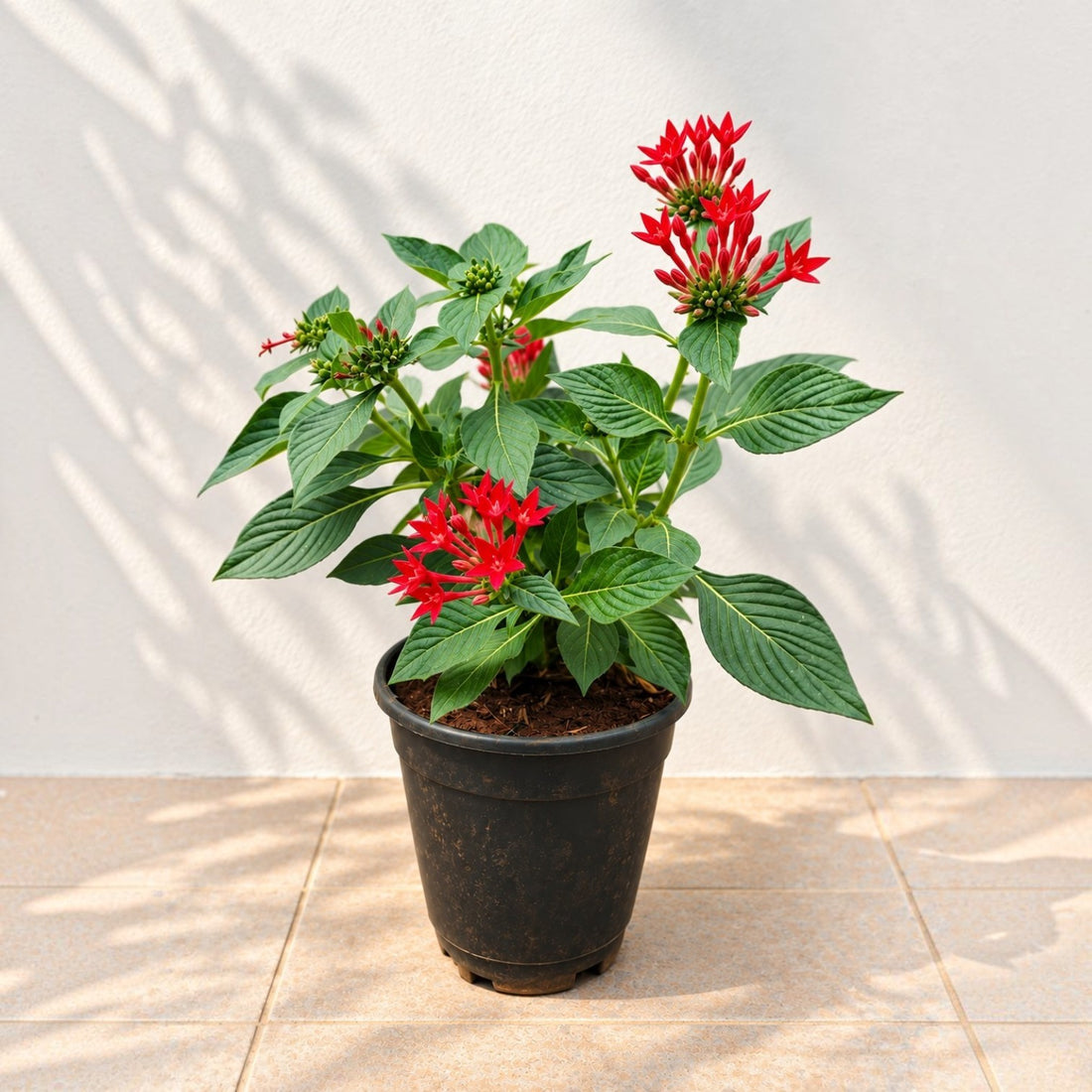 Pentas Red Plant - 5" Inch pot Included