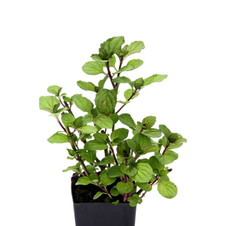 Peper Mint Plant