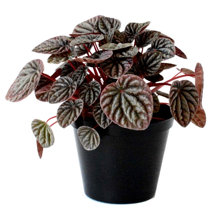 Peperomia Caperata Black Plant