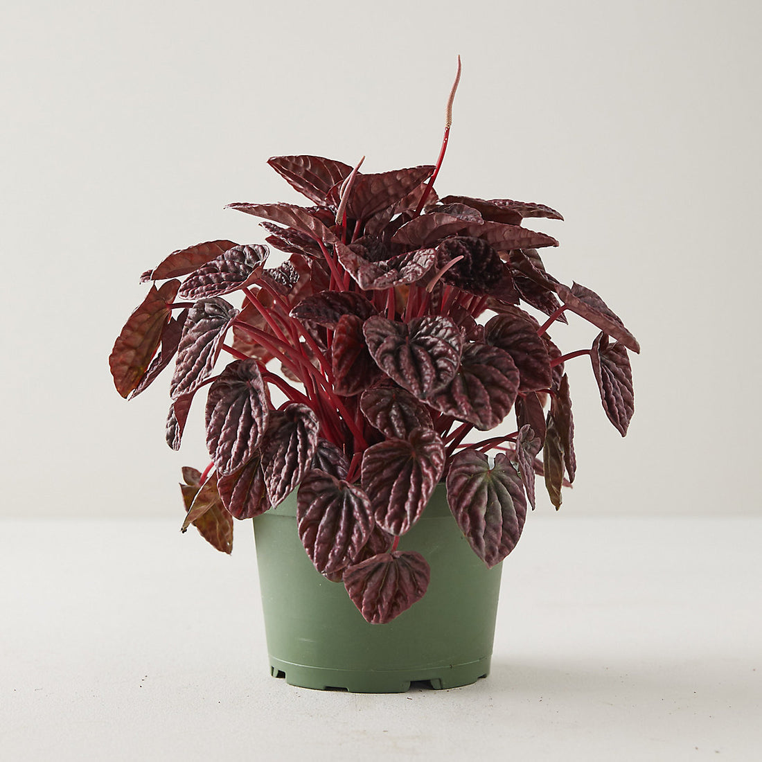 Buy Peperomia Caperata Emerald Ripple Red Plant online at best price