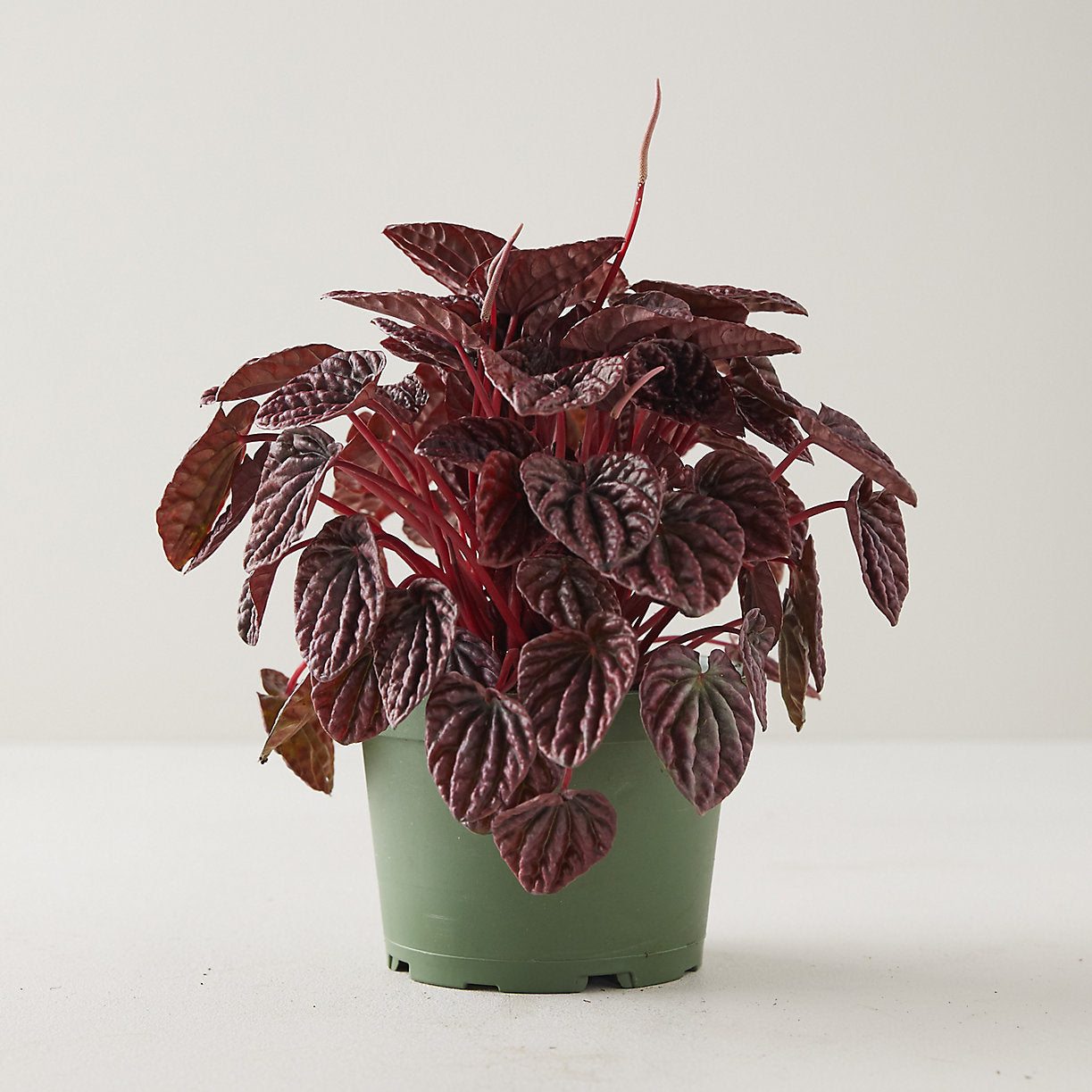 Peperomia Caperata Emerald Ripple Red Plant