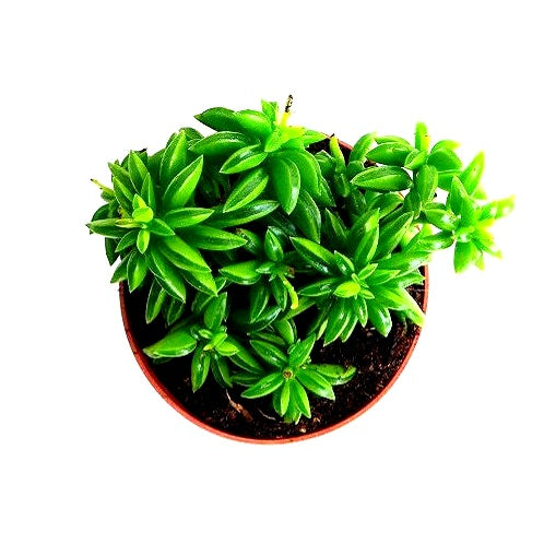 Peperomia Dolabriformis Plant