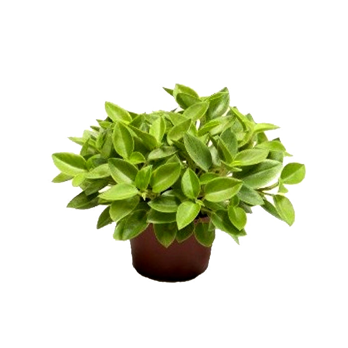 Peperomia Orba Pixie Plant