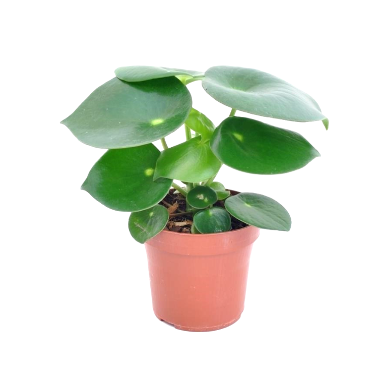 Peperomia Polybotrya Raindrop Plant