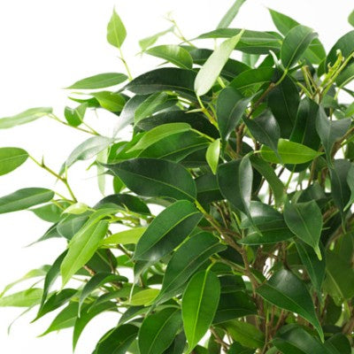 Ficus Black Plant - Ficus Benjamina, Weeping Fig