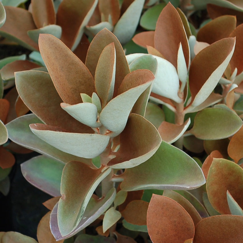 Kalanchoe Orgyalis Plant