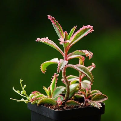 Kalanchoe Serrata Succulent - Alligator Plant