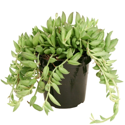 Senecio Radicans - Strings of Banana