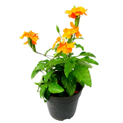 Aboli Plant - Firecracker Flower, Crossandra Infundibuliformis