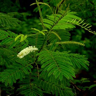 Acacia Catechu - Khair, Kher, Senegalia Catechu