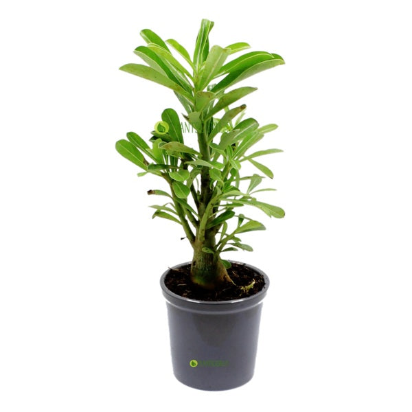 Adenium in Grey Ceramic Pot