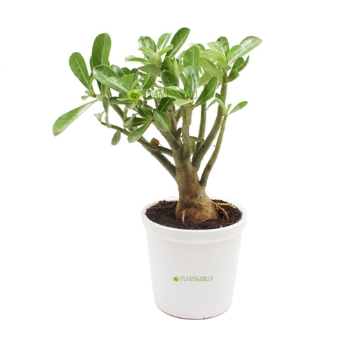 Adenium in White Ceramic Pot