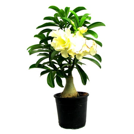 Adenium Yellow Double(Grafted) - Adenium Lemon Ice, Adenium Obesum, Desert Rose Plant