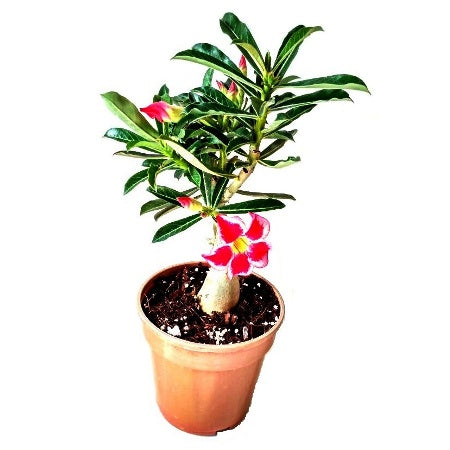 Adenium Flower Fairy (Grafted) - Adenium obesum, Desert Rose Plant