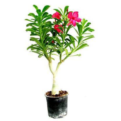 Adenium Pink (Grafted) - Adenium obesum, Desert Rose Plant