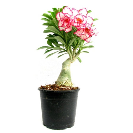 Adenium Red Double (Grafted) - Adenium Serene Rose Double, Adenium obesum, Desert Rose Plant