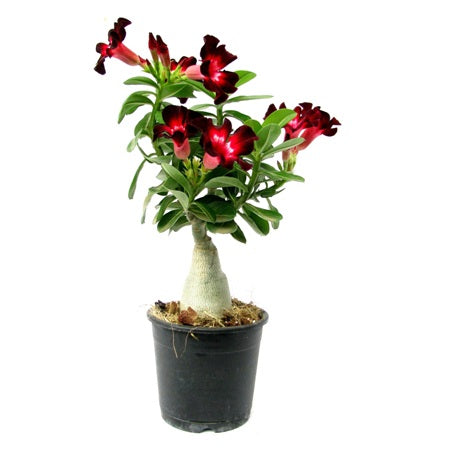 Adenium Velvet Dream (Grafted) - Adenium obesum, Desert Rose Plant