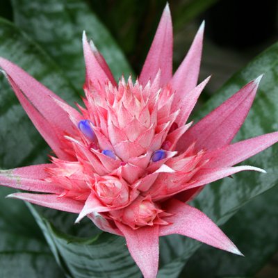 Bromiliad Pink Plant