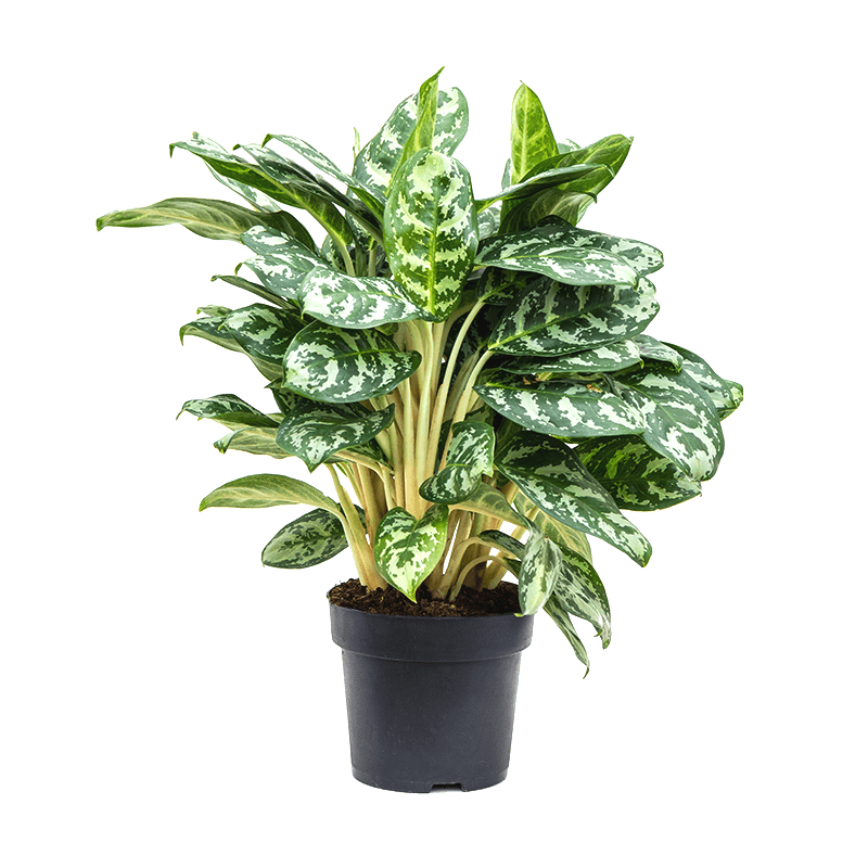 Aglaonema White Mix Plant - Aglaonema Maria