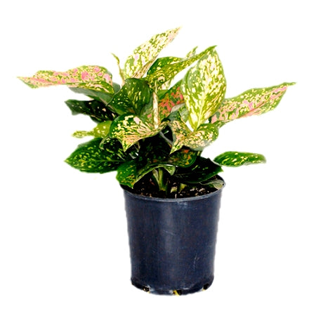 Aglaonema Red Mix - Aglaonema Lady Valentine, Chinese Evergreen